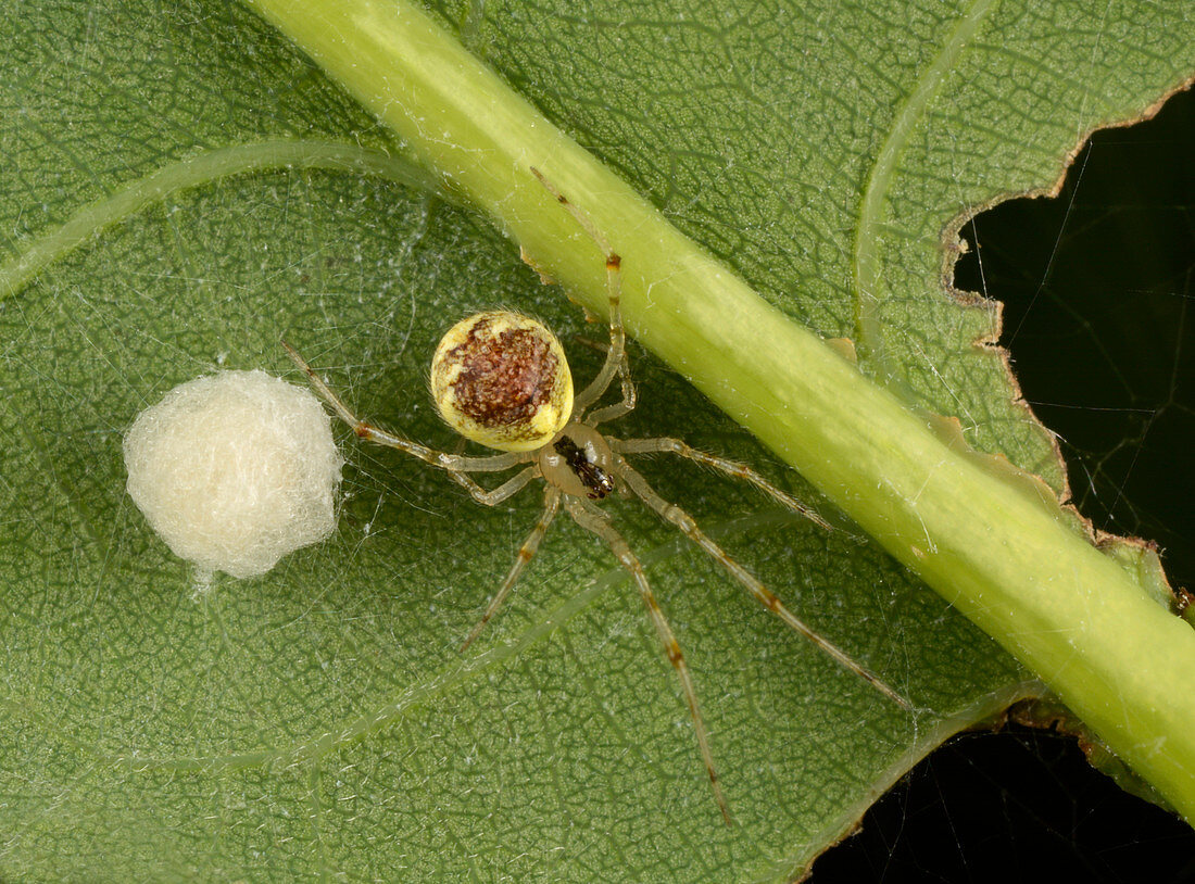 Theridion varians spider