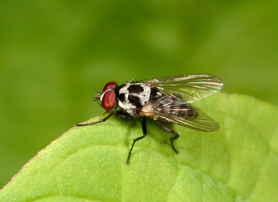 Anthomyiid fly