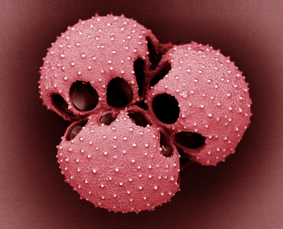 Venus flytrap pollen grains, SEM