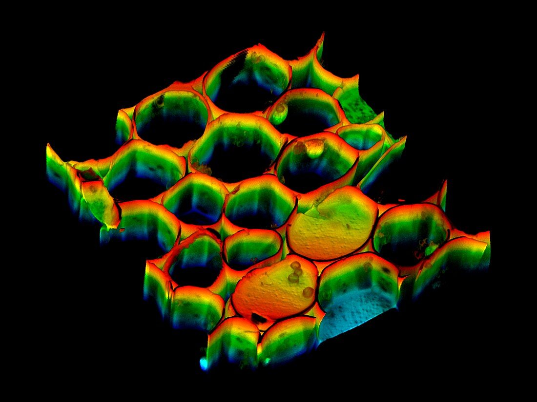 Plant tissue, confocal light micrograph