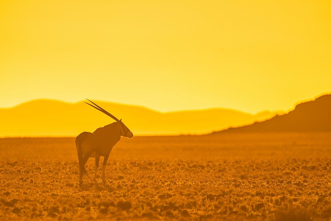 Gemsbok at dusk