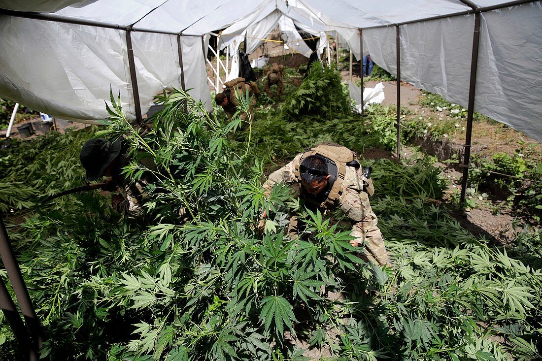 Marijuana farm raid