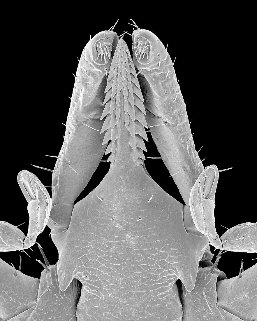 Deer tick head (Ixodes scapularis), SEM