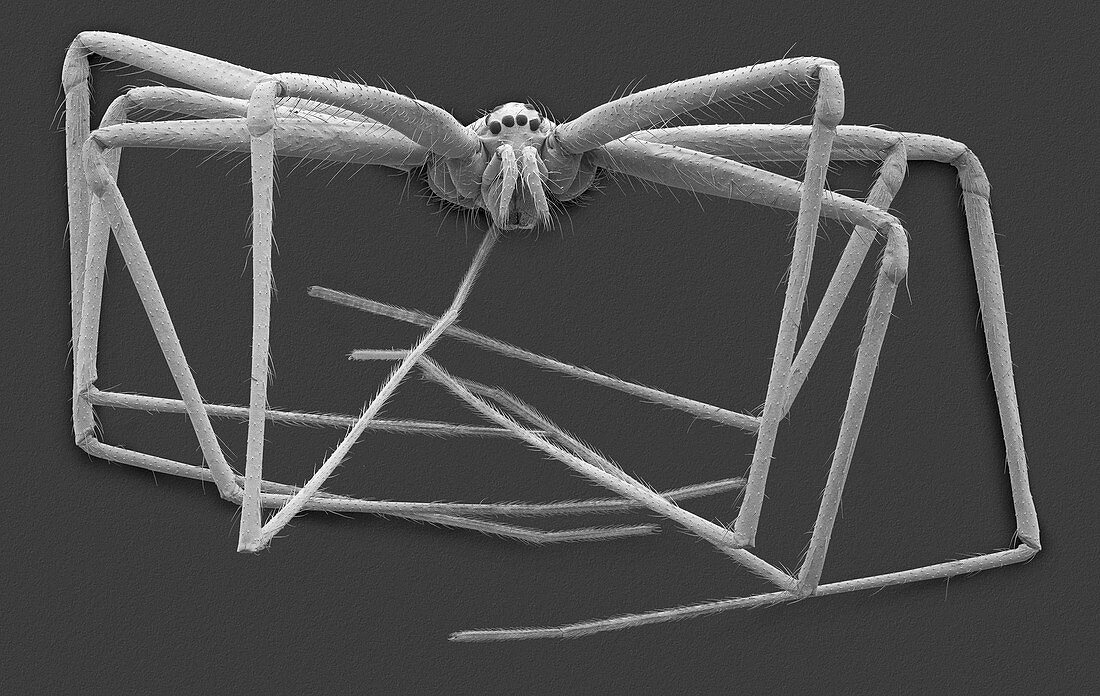 Cellar spider (Physocyclus mexicanus), SEM
