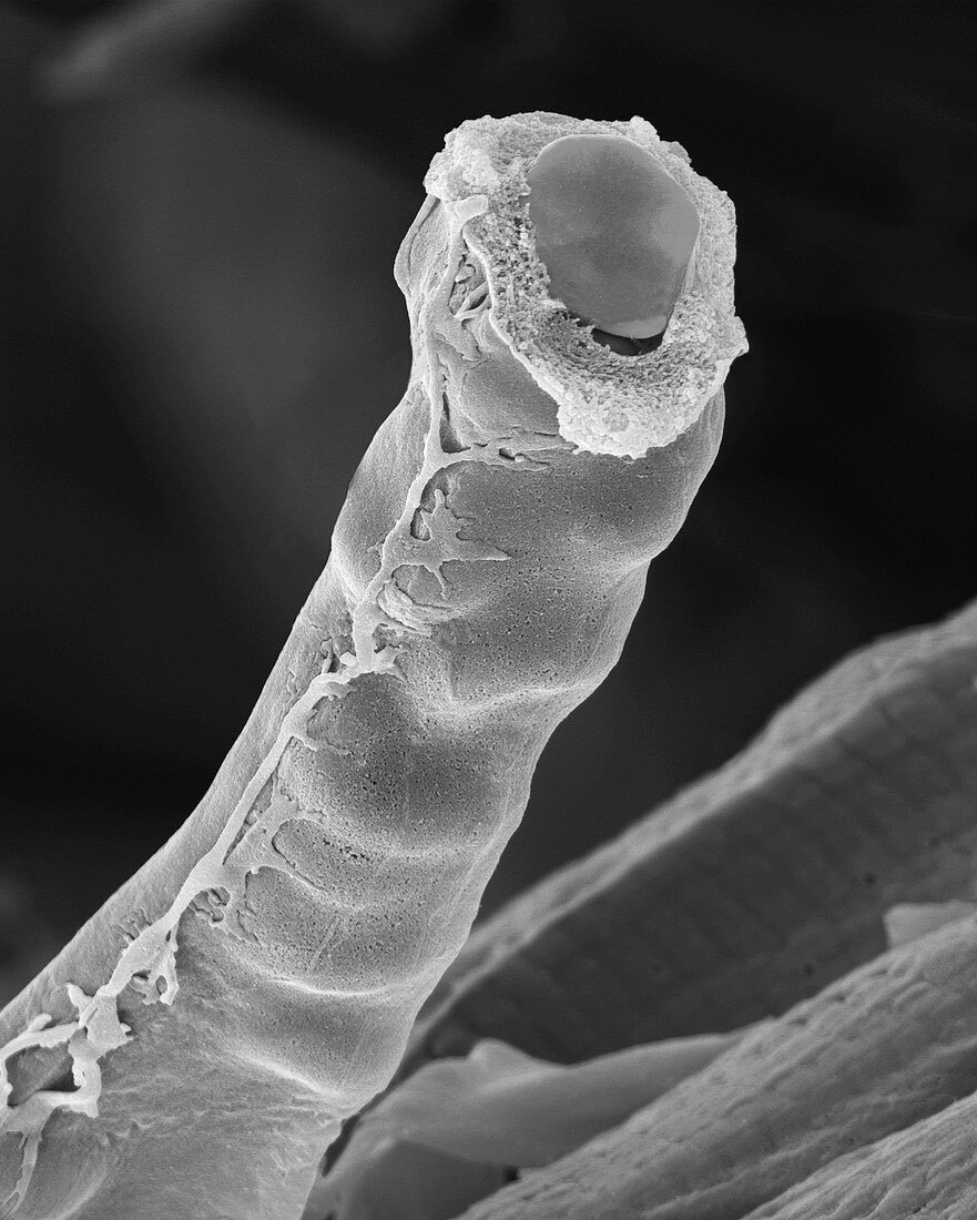 Capillary with red blood cells, SEM