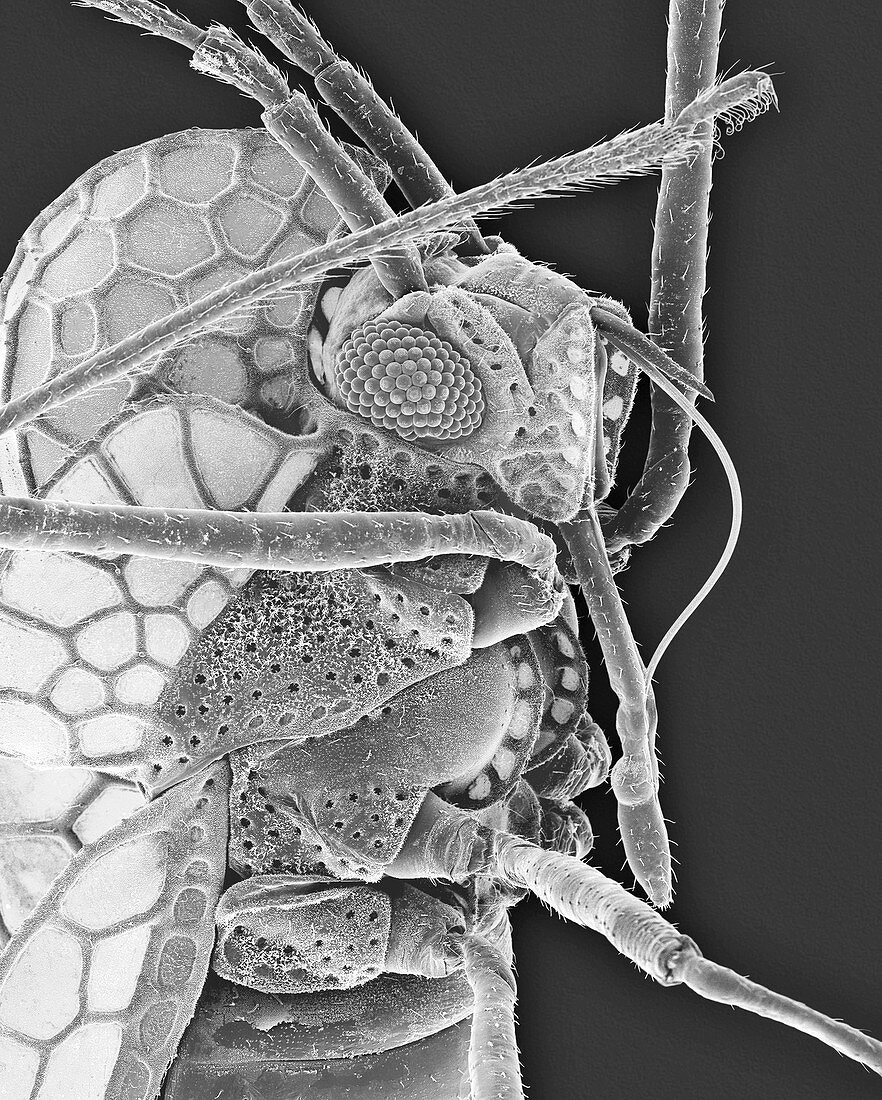 Azalea lace bug, SEM