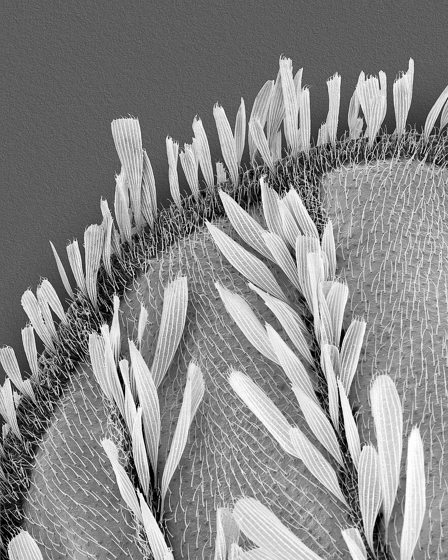 Common house mosquito wing, SEM