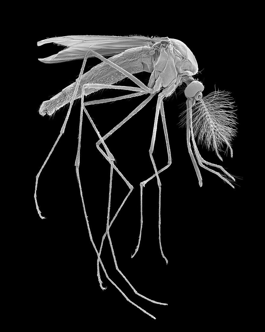 Male house mosquito, SEM