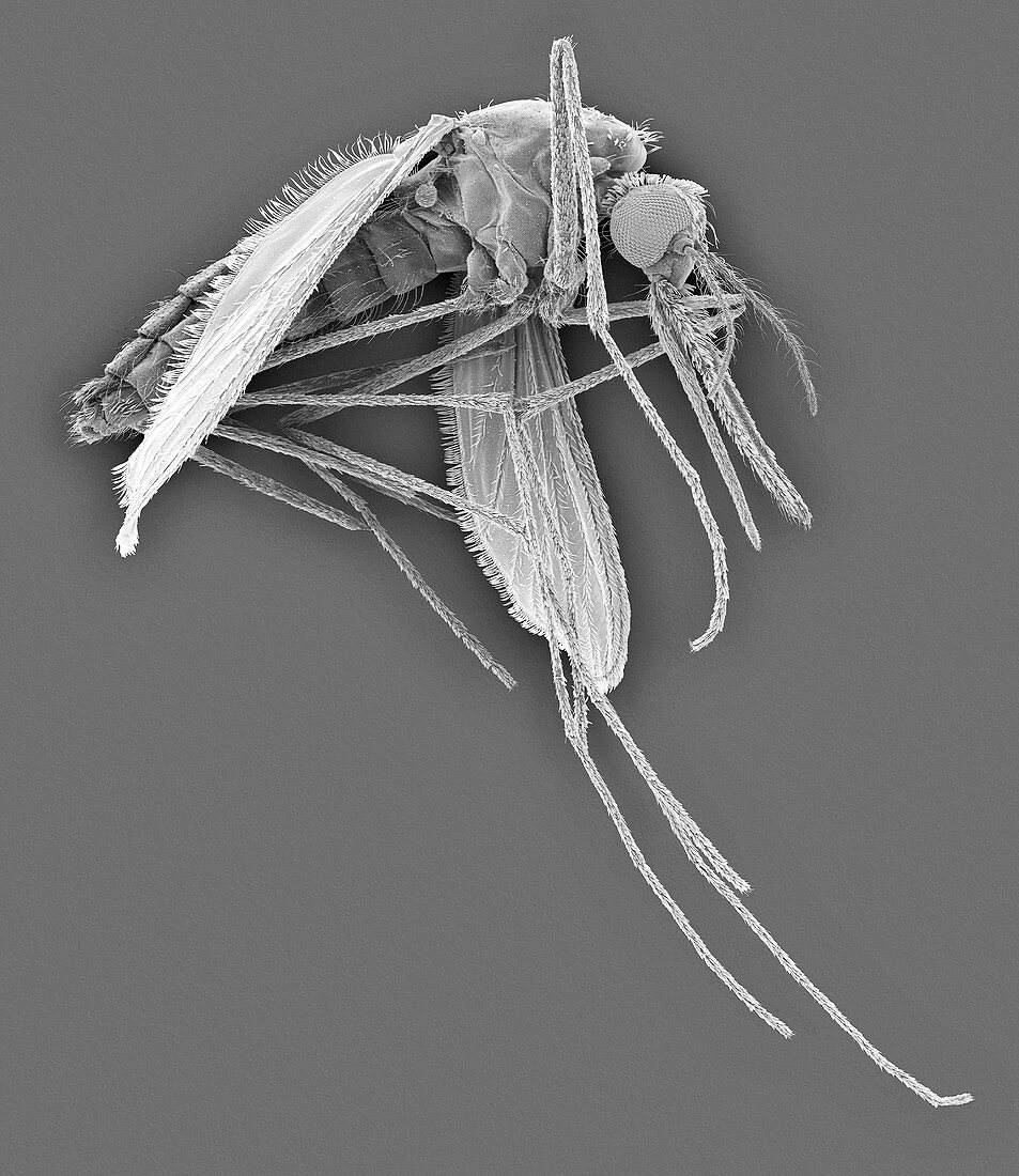 Anopheles stephensi, mosquito carrier of malaria, SEM