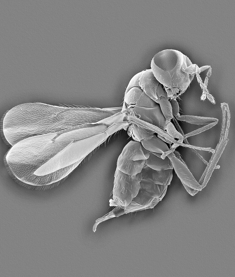 Erythrina gall wasp, SEM