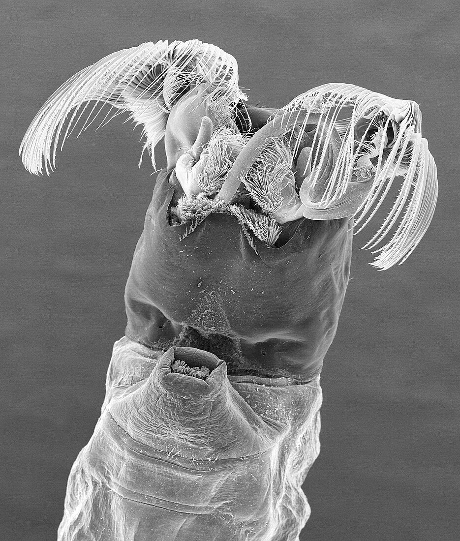 Black fly larva, SEM