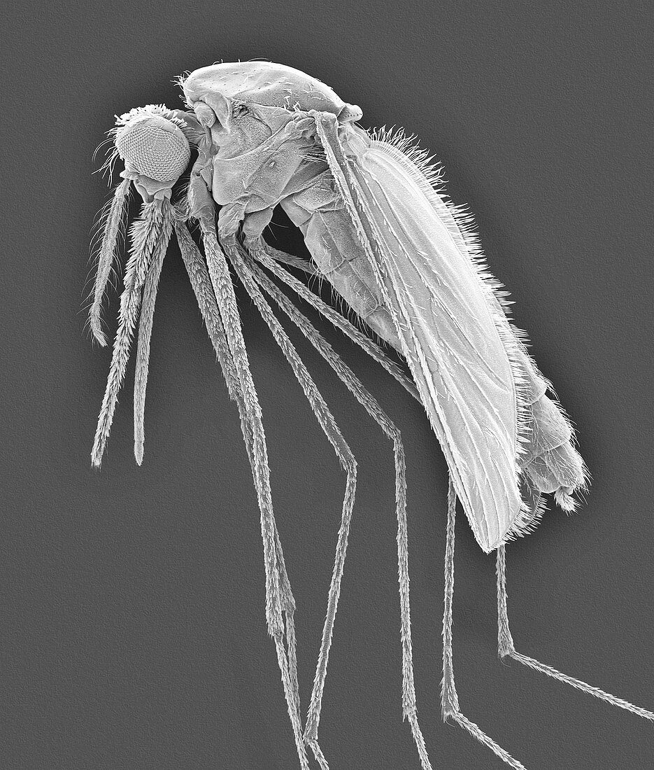 Anopheles gambiae, mosquito malaria carrier, SEM