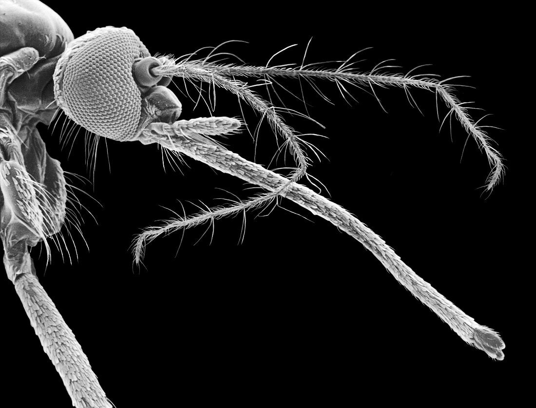 Female mosquito, SEM