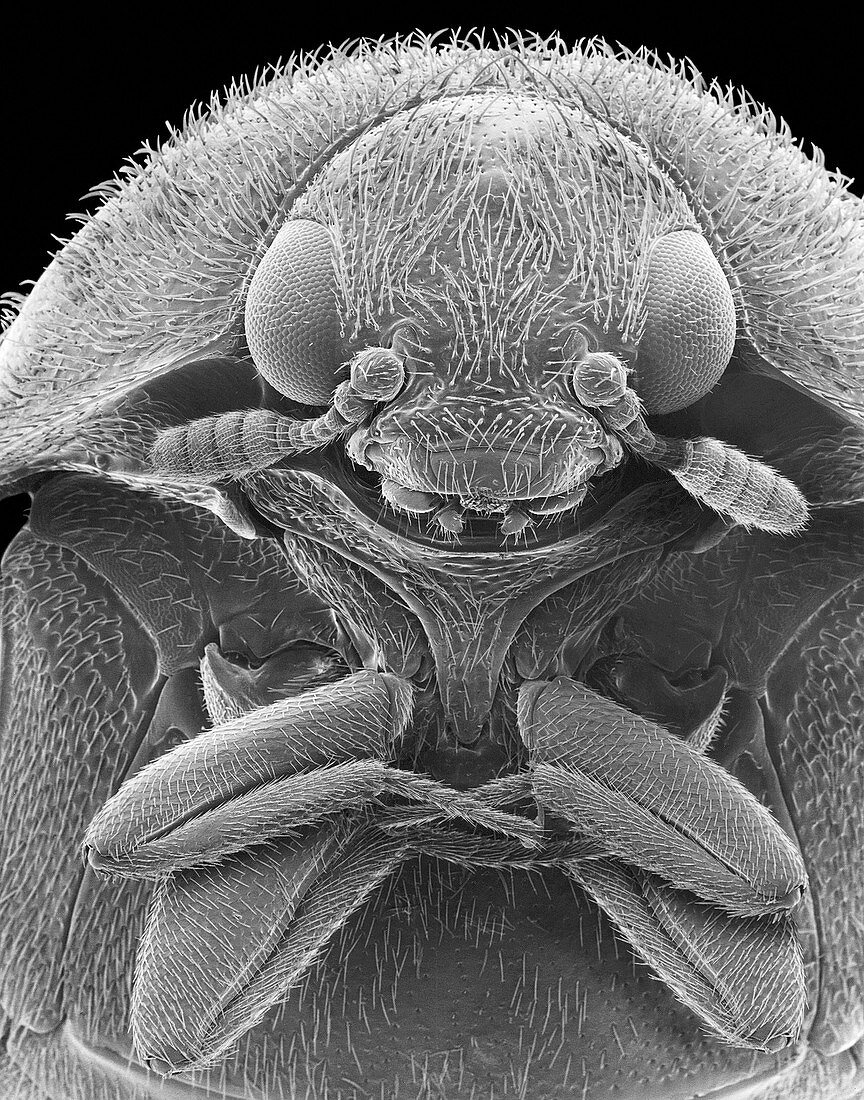 Carpet beetle, SEM