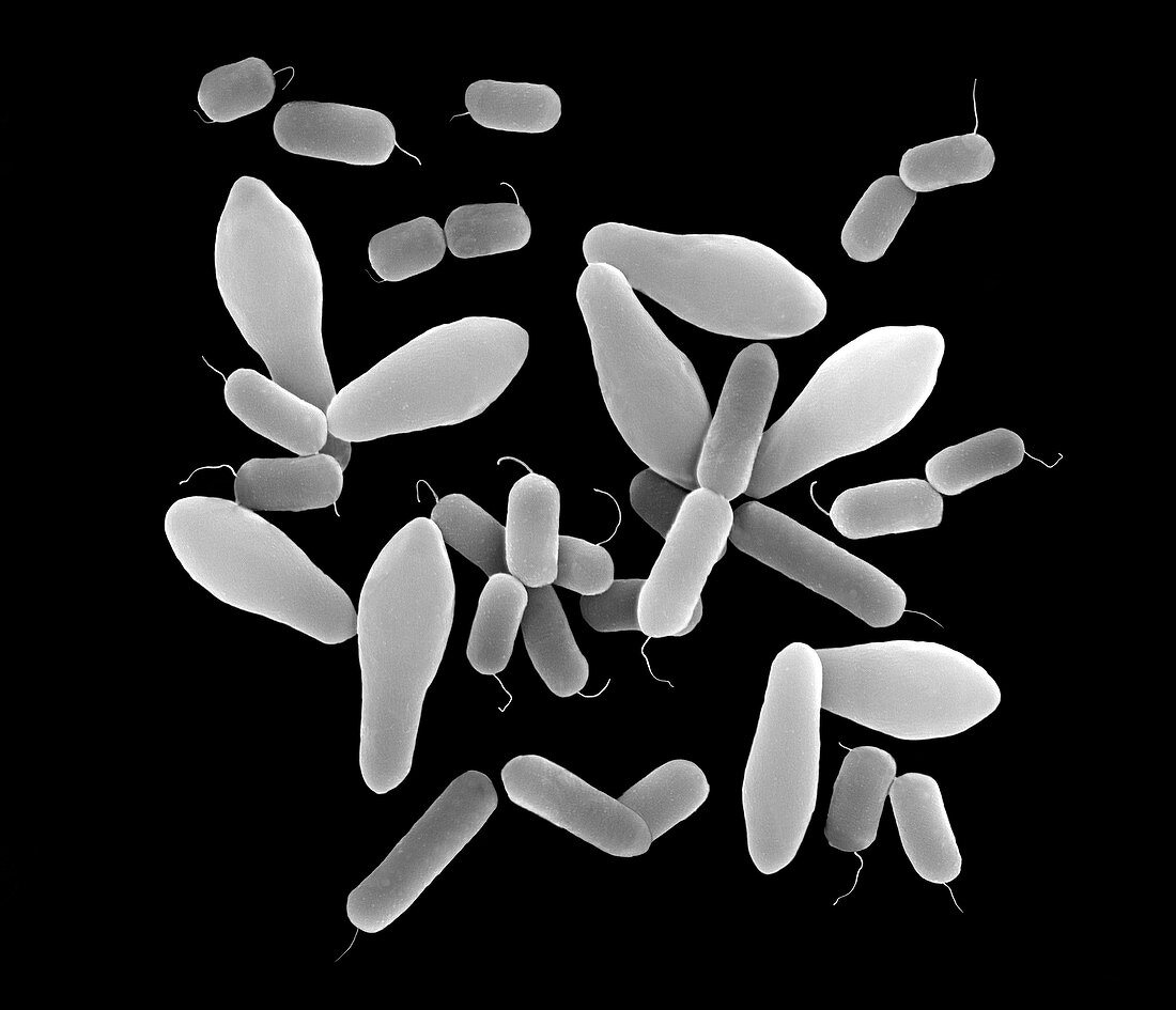 Clostridium perfringens, bacterium, SEM