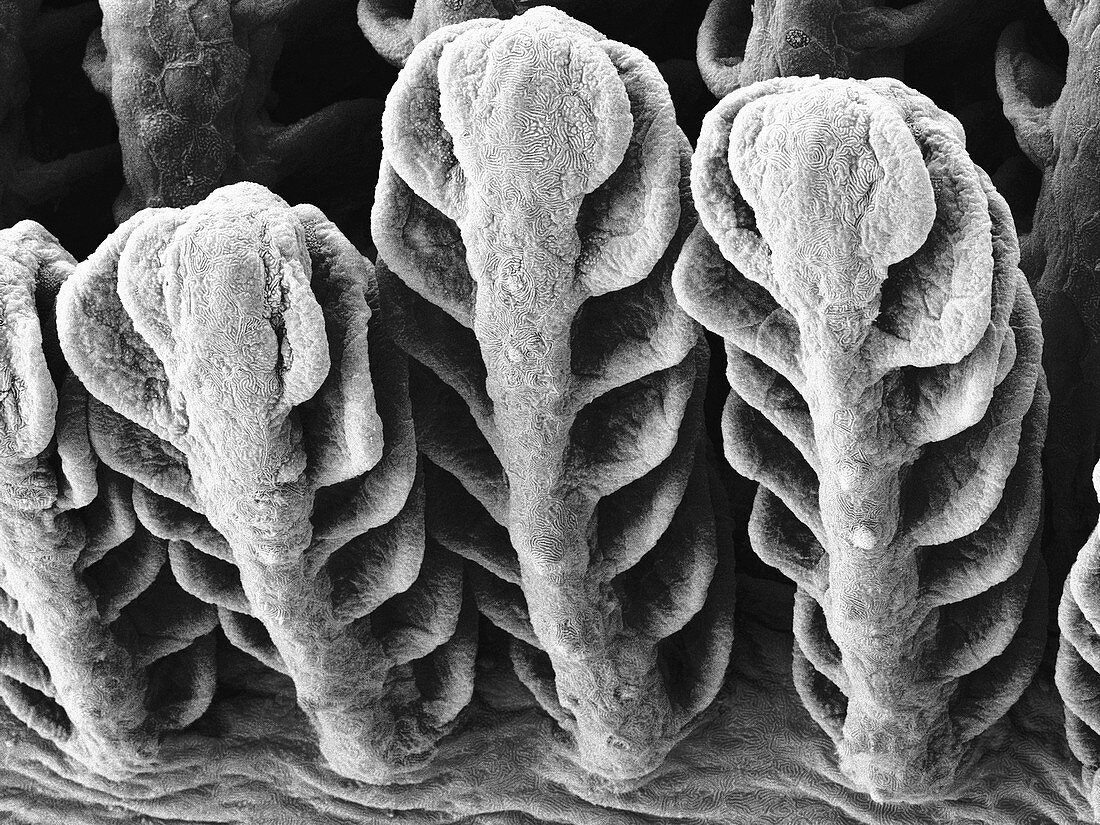 Goby fish gills (Awaous guamensis), SEM