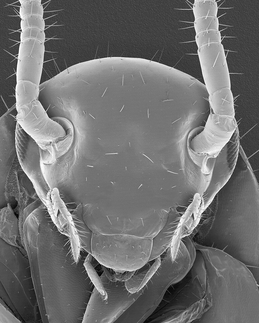 American cockroach head, SEM