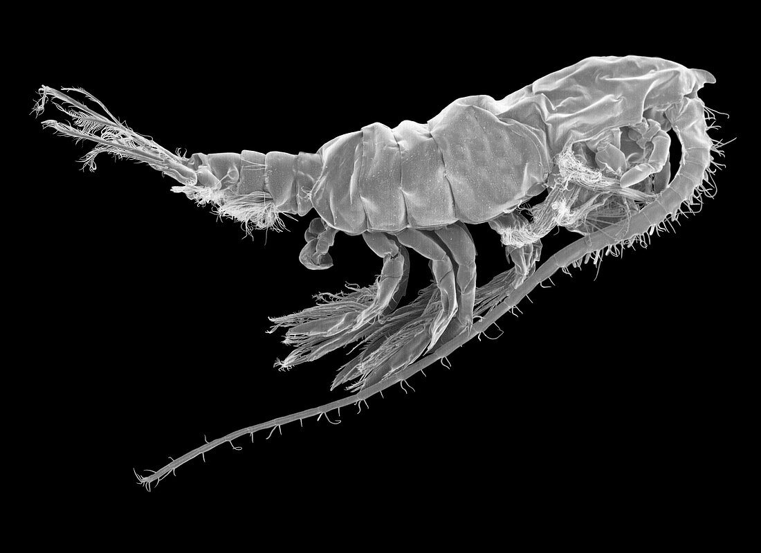 Marine Copepod (Pleuromamma sp.), SEM