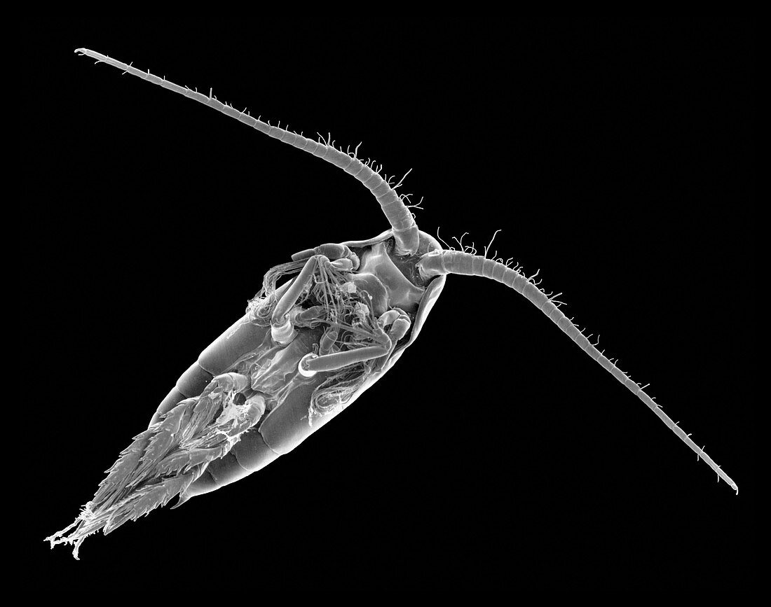 Salt water copepod (Actitius sp.), SEM