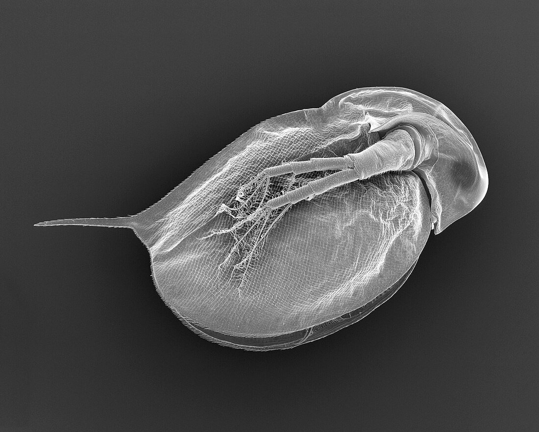 Cladoceran (Daphnia sp.), SEM