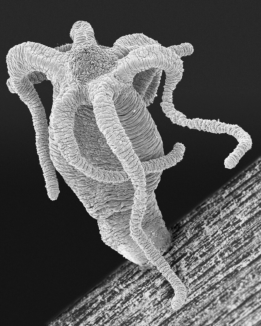 Hydra sp. (Cnidarian), SEM