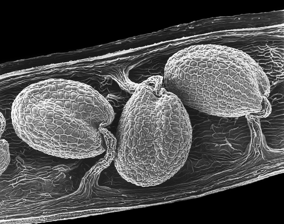 Seed pod with seeds (Arabidopsis sp.), SEM