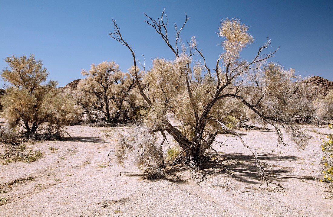 Smoke tree (Psorothamnus spinosus) growing