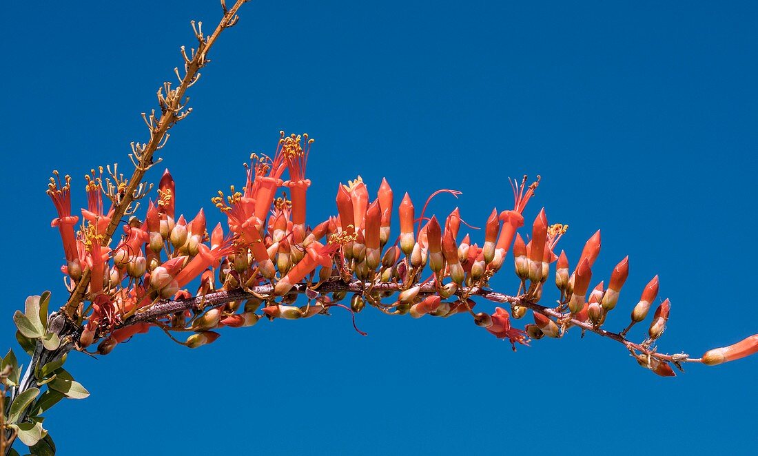 Ocotillo (Fouquieria splendens) in flower