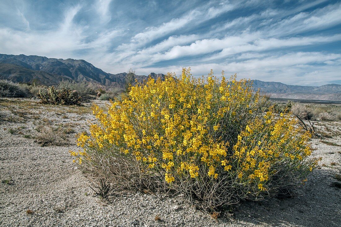 Desert senna (Senna armata) in flower