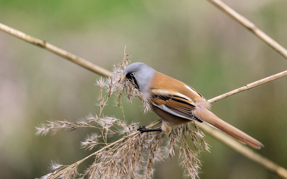 Male bearded tit collecting reed seeds
