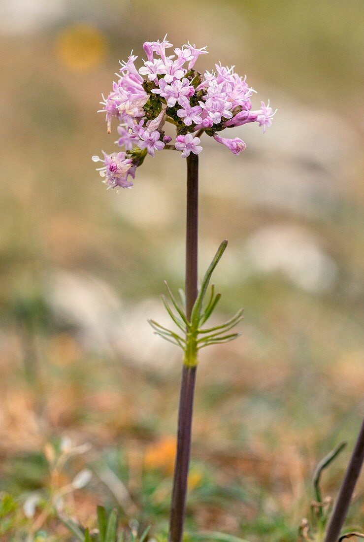 Tuberous valerian (Valeriana tuberosa) in flower