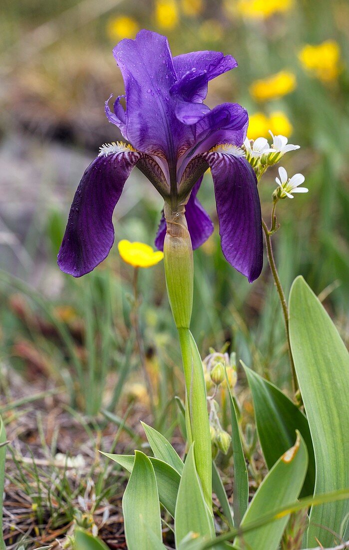 Garrigue iris (Iris lutescens lutescens) in flower