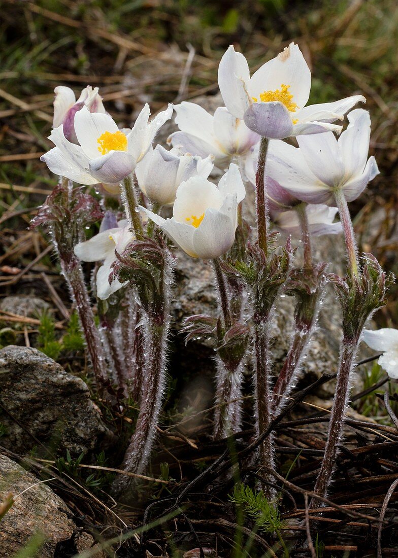 Alpine pasque flower (Anemone alpina alpina)