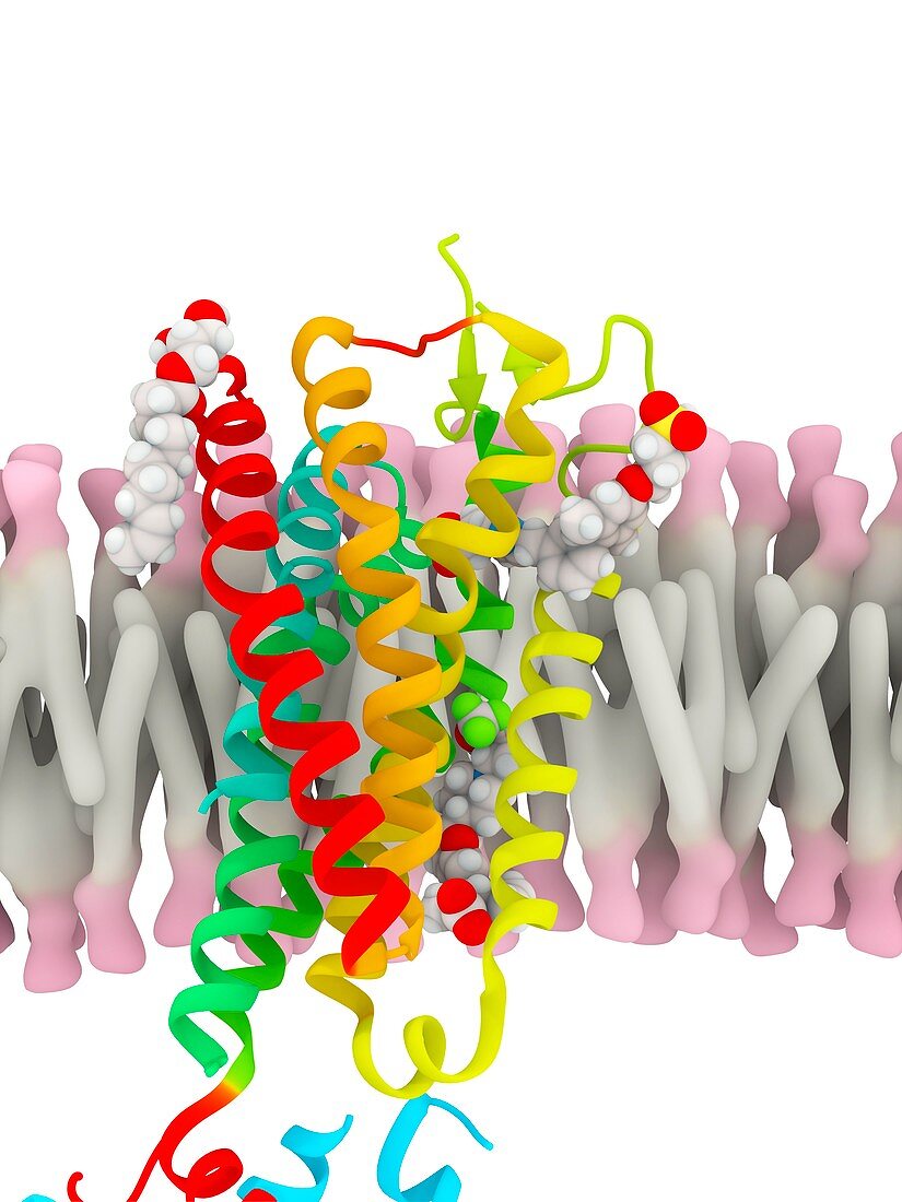 Free fatty acid receptor, molecular model