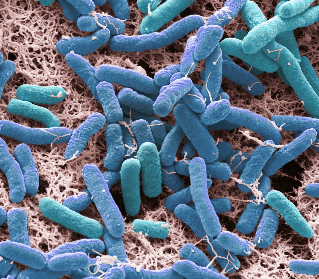Pseudomonas bacteria, SEM