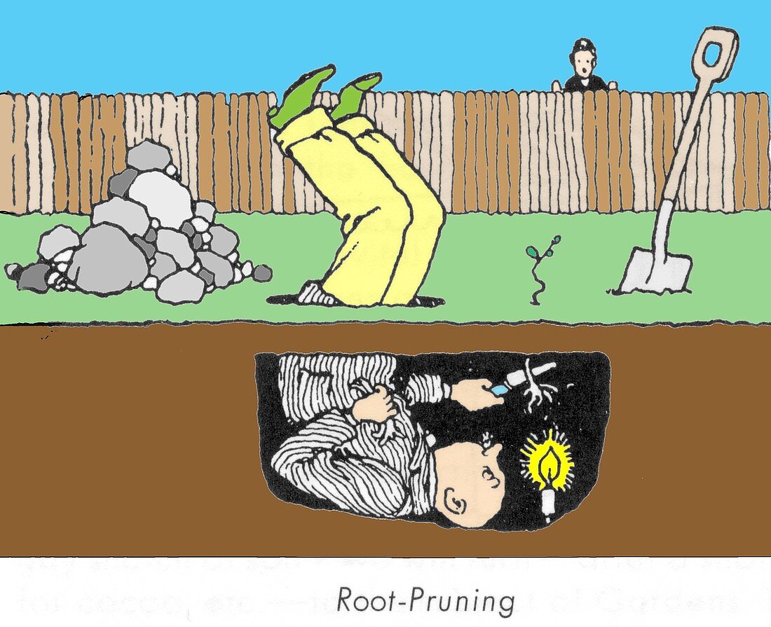 Root pruning by W. Heath Robinson by W. Heath Robinson