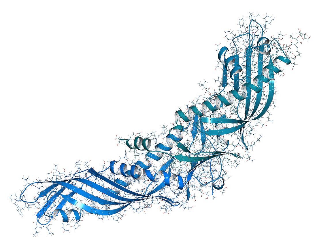 CETP protein molecule, illustration