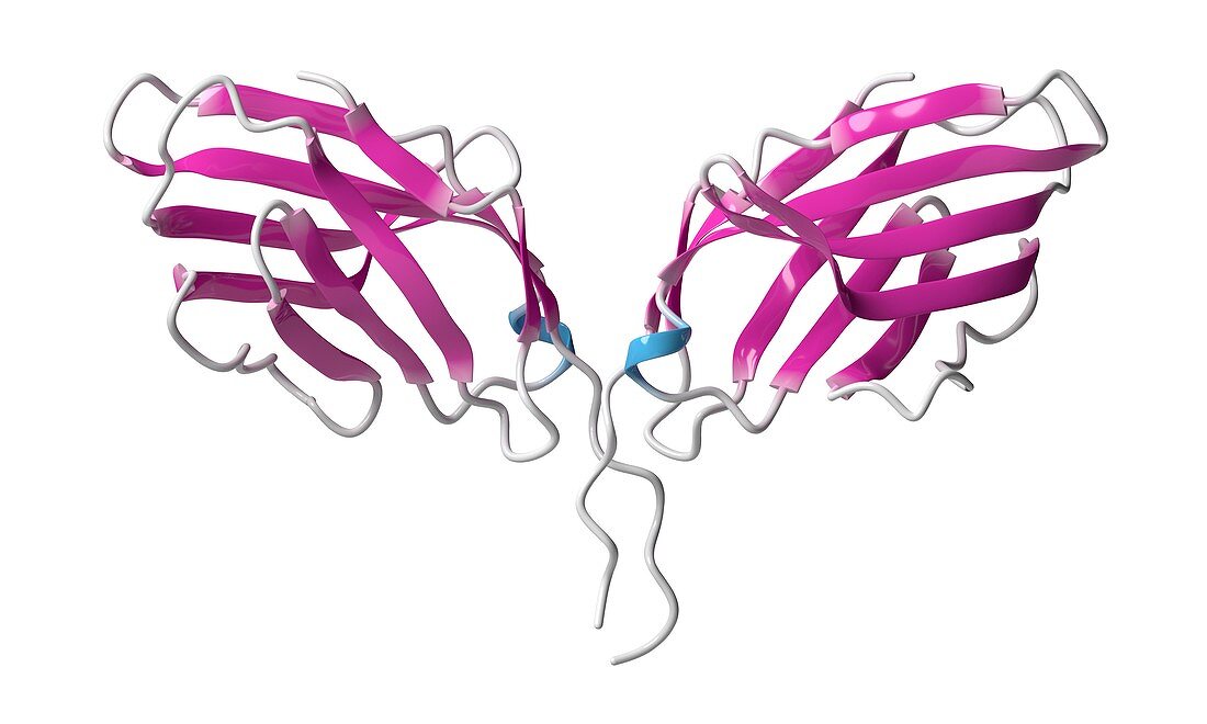 Immune checkpoint protein molecule, illustration