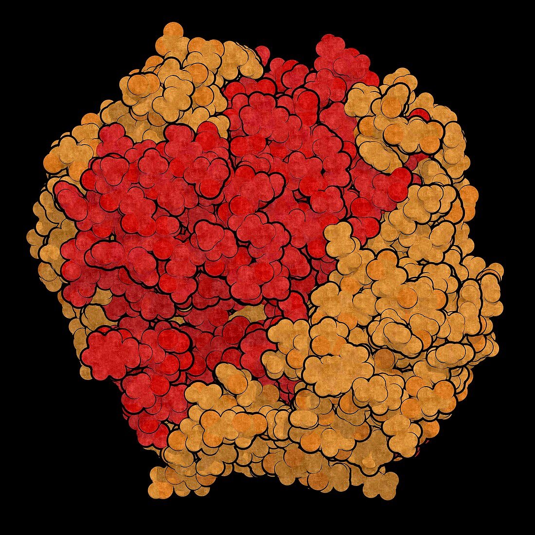 Gamma-glutamyltranspeptidase 1, illustration