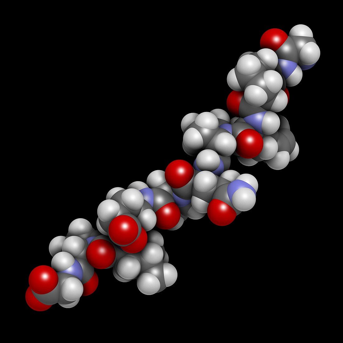 Gliadin peptide molecule, illustration