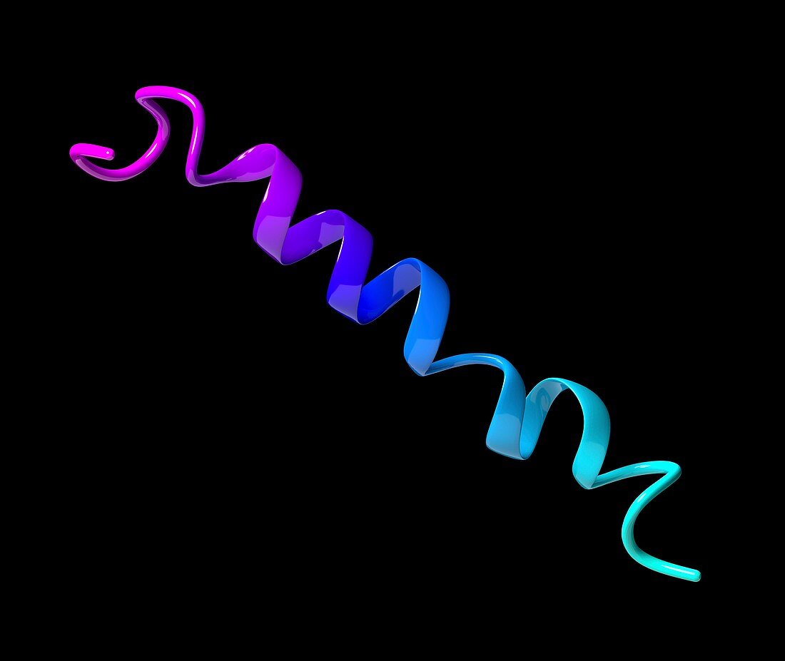 Glucagon-like peptide 1 molecule, illustration