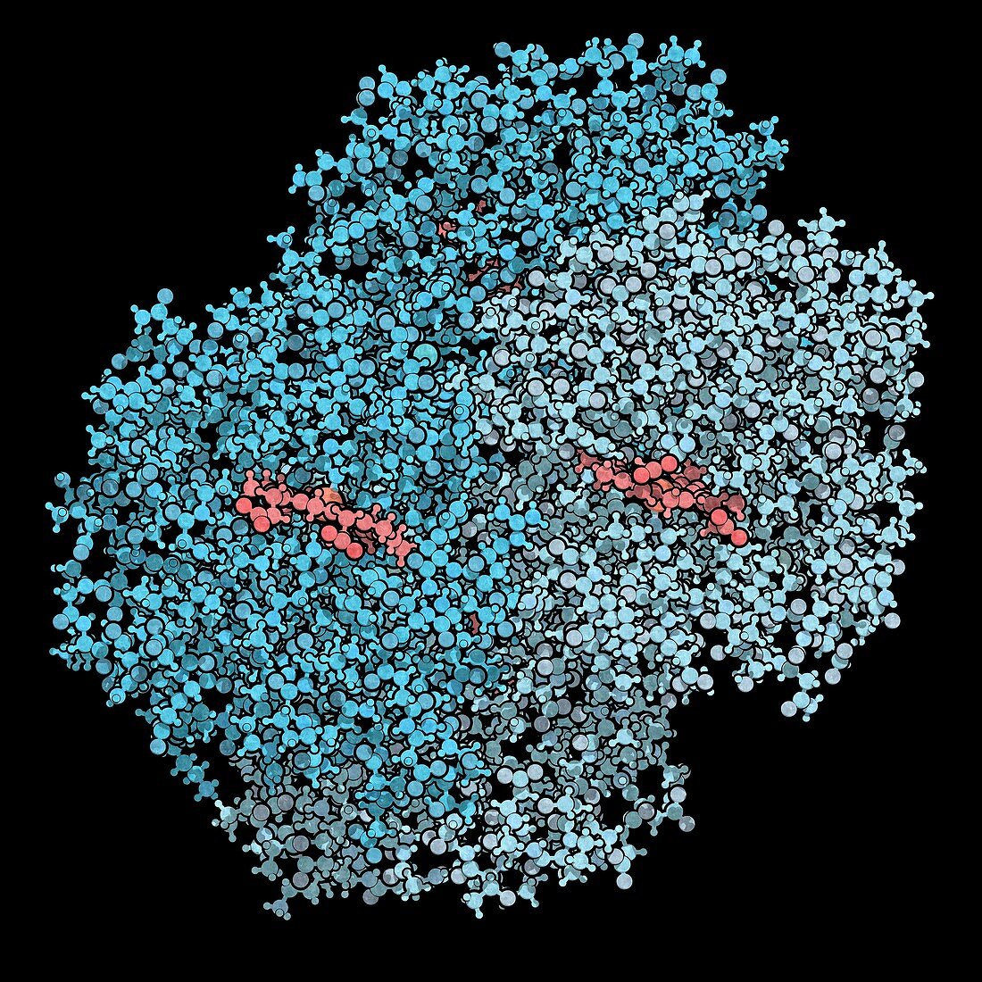 Haemoglobin protein molecule, illustration