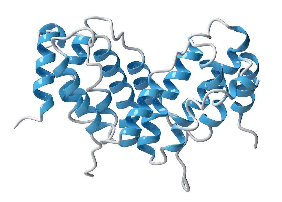 Interferon gamma molecule, illustration