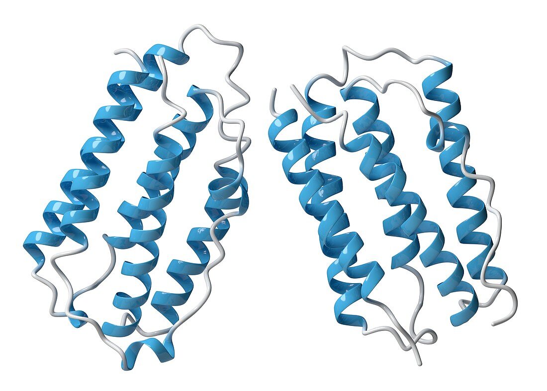 Interferon beta molecule, illustration
