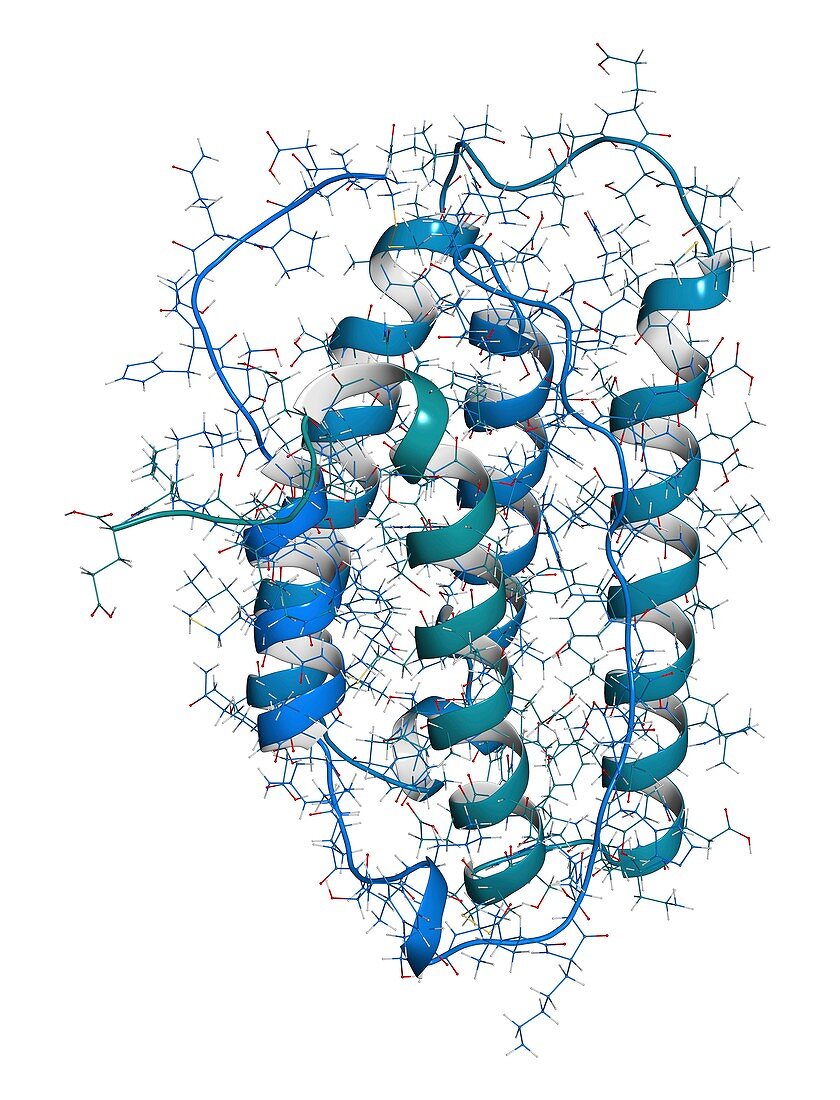 Interferon alpha 2a molecule, illustration