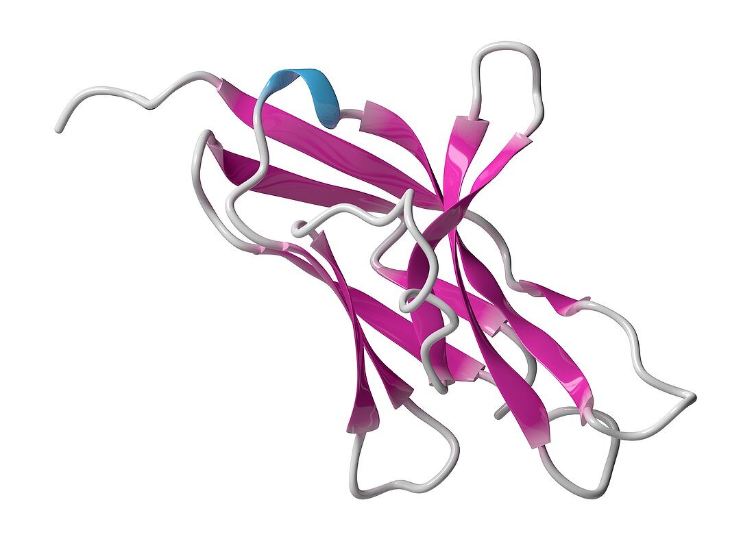 Cell death 1 protein molecule, illustration