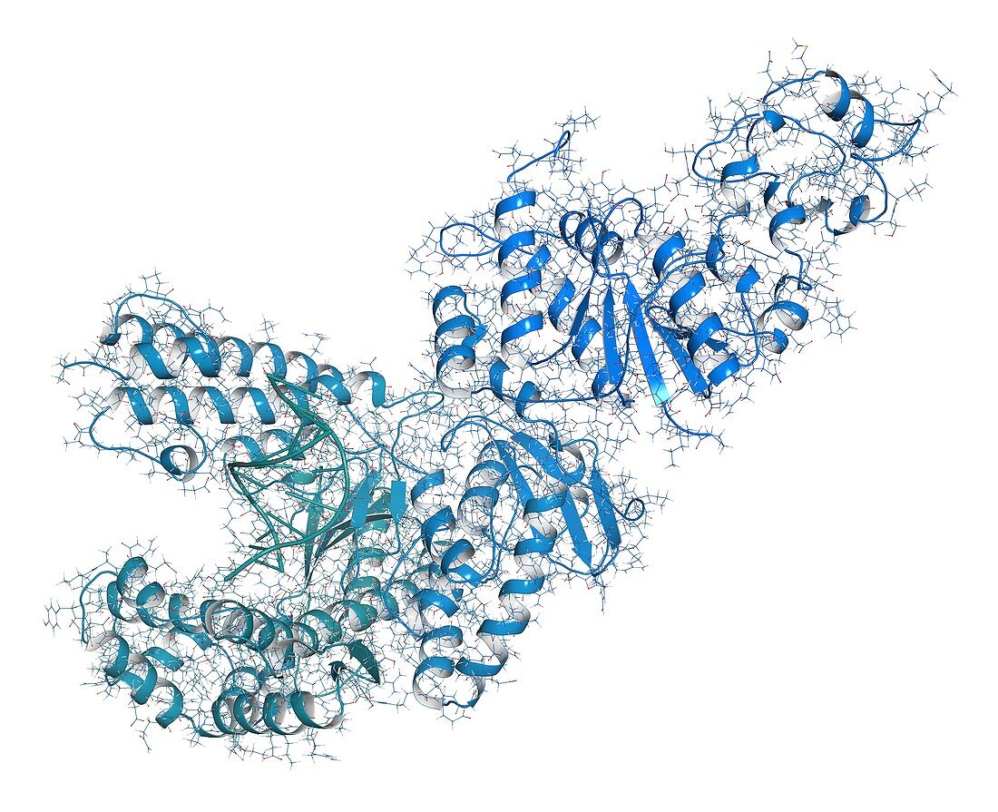 Taq polymerase PCR enzyme molecule, illustration