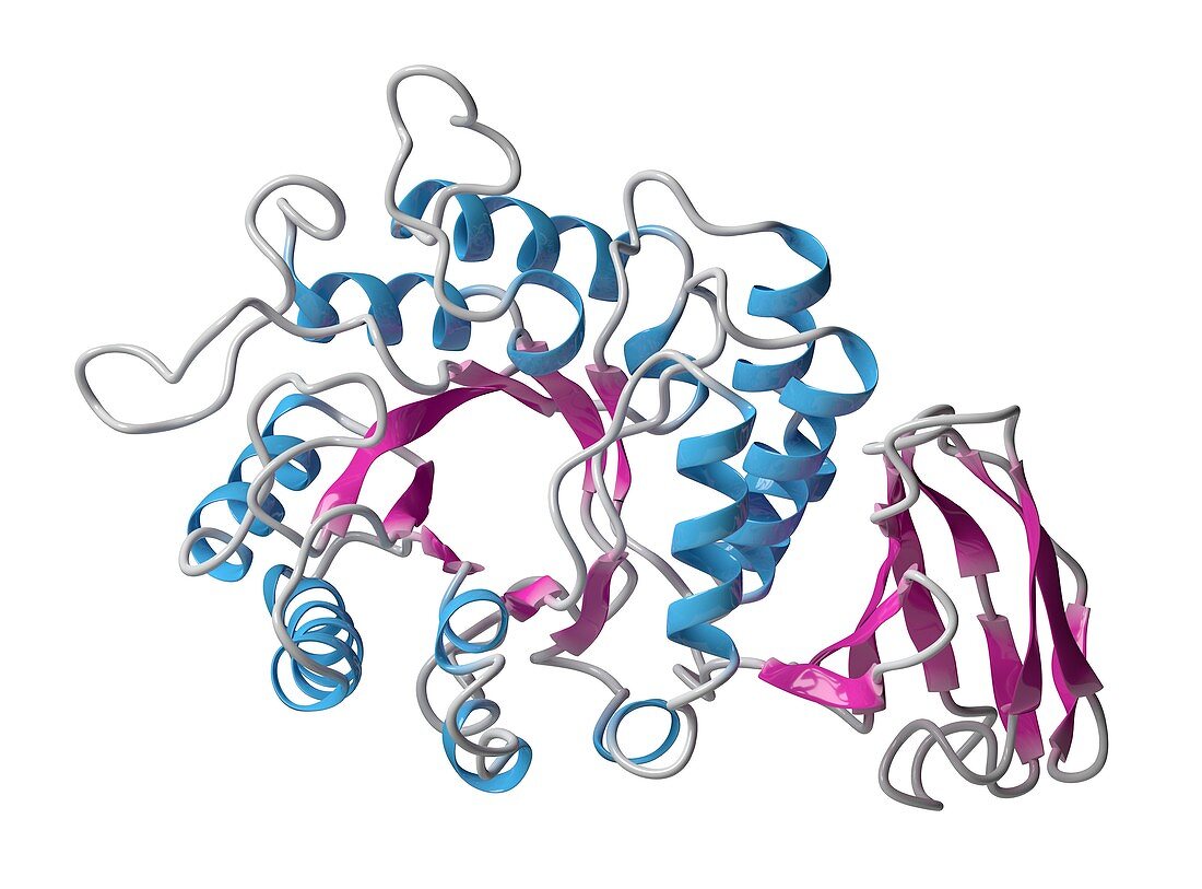 Alpha-galactosidase enzyme molecule, illustration