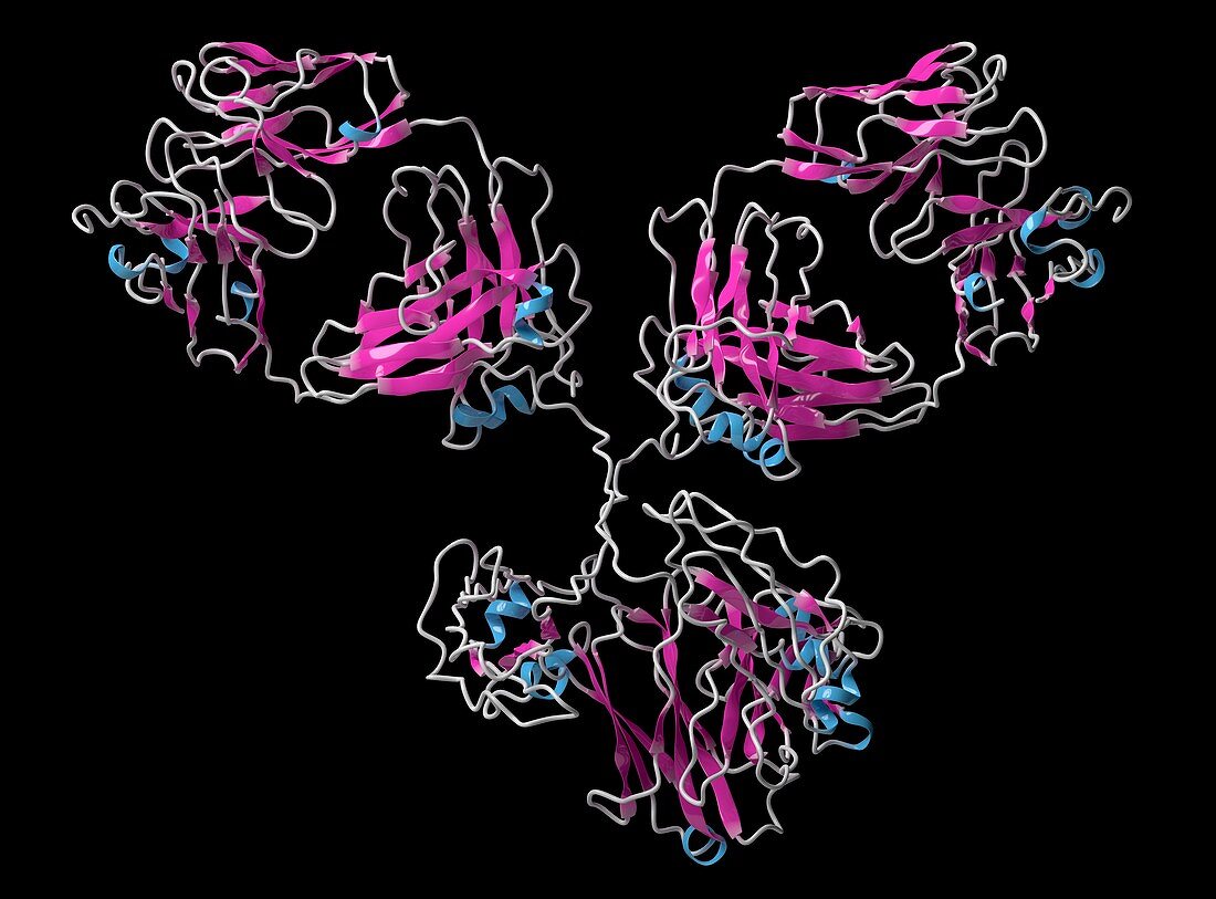 Monoclonal antibody IgG1 molecule, illustration