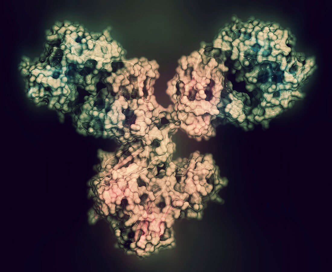 Monoclonal antibody IgG1 molecule, illustration